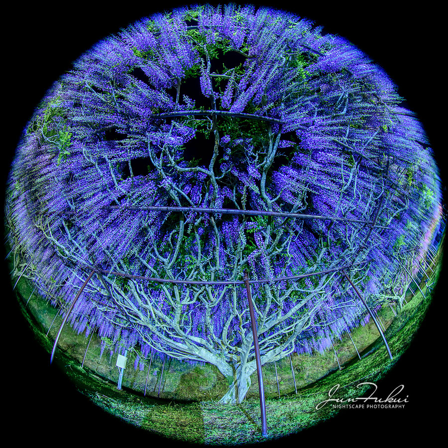 白毫寺 ナイトスケープ